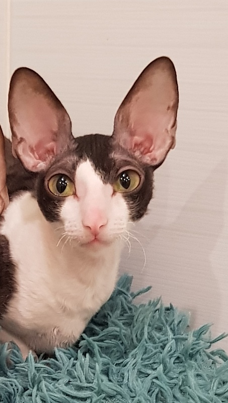 Hlopushka Elemani Dream - Adult cornish rex 1 year 10 months 1.5 week