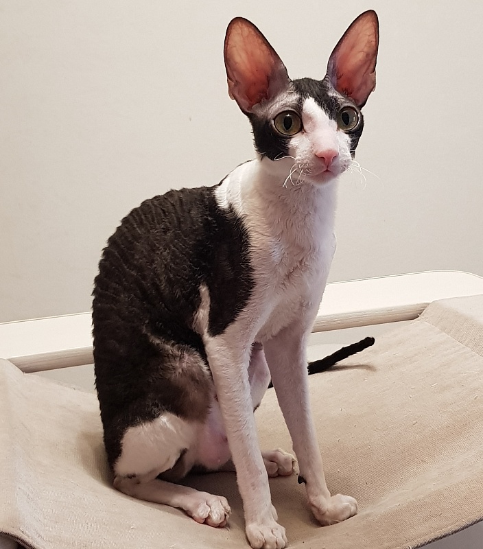 Hlopushka Elemani Dream - Adult cornish rex 1 year 7 months 2.5 weeks