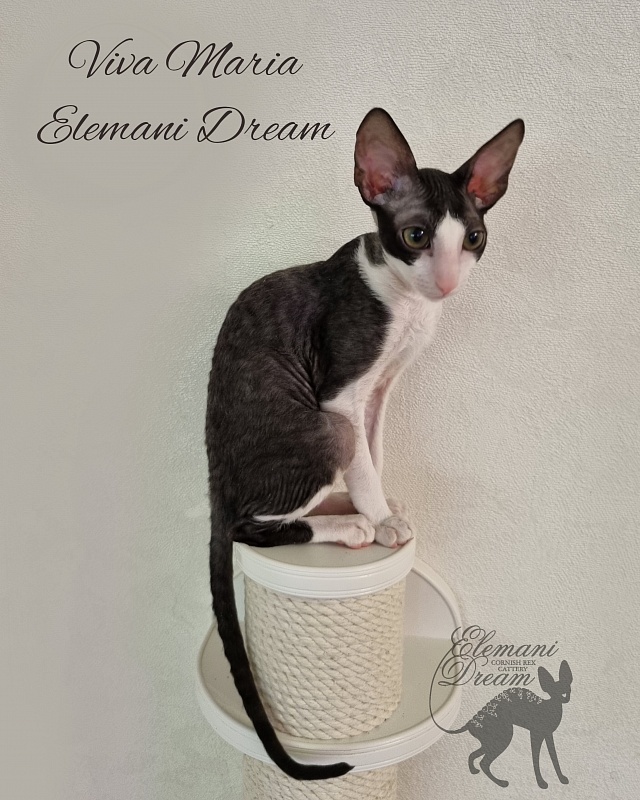 Viva Maria Elemani Dream - Kitten cornish rex 4 months 0.5 weeks