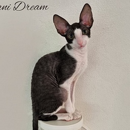 Viva Maria Elemani Dream