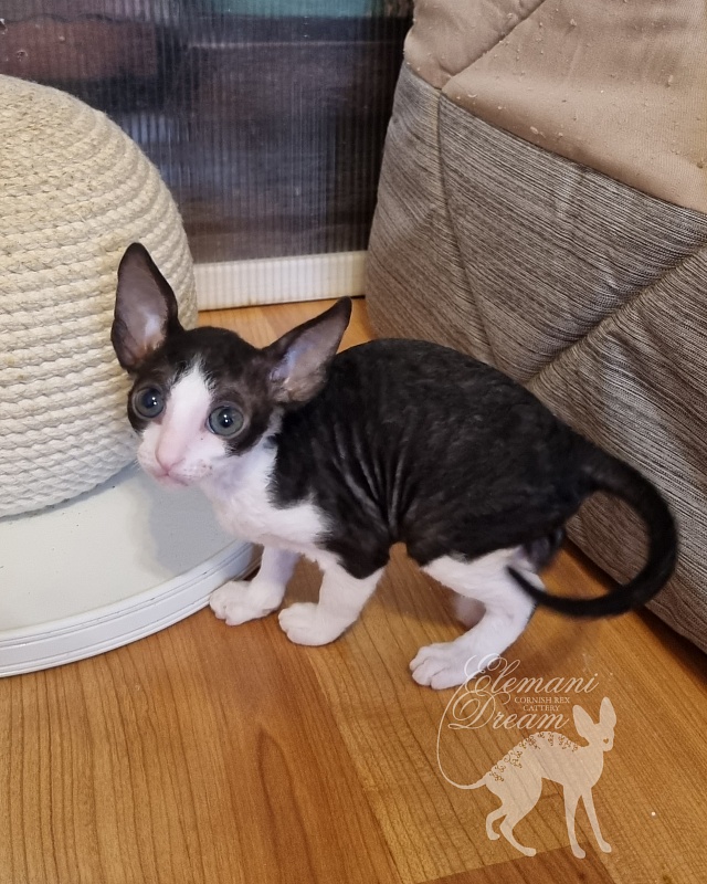 Viva Maria Elemani Dream - Kitten cornish rex 1 month 2.5 weeks