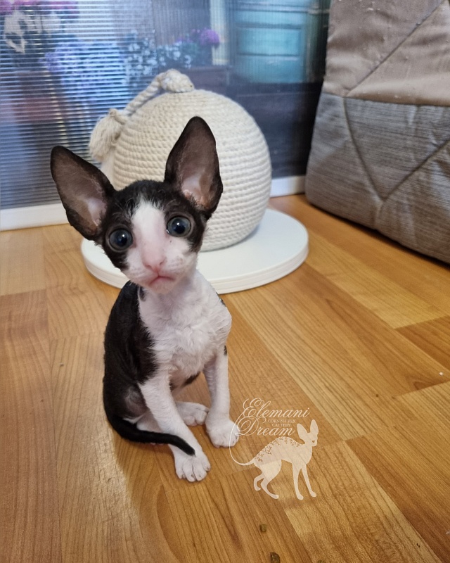Viva Maria Elemani Dream - Kitten cornish rex 1 month 2.5 weeks
