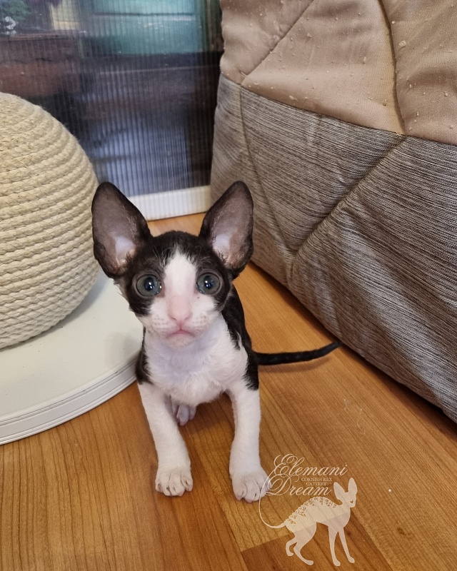 Viva Maria Elemani Dream - Kitten cornish rex 1 month 2.5 weeks
