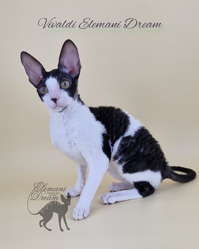 Vivaldi Elemani Dream - Kitten cornish rex 6 months 2.5 weeks
