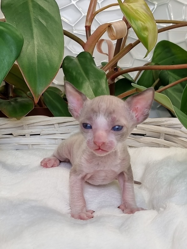 Weresk Elemani Dream - Kitten cornish rex 3 weeks