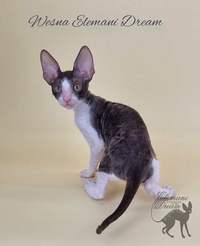Wesna Elemani Dream - Kitten cornish rex 2.5 months