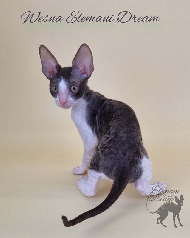 Wesna Elemani Dream - Kitten cornish rex 2.5 months