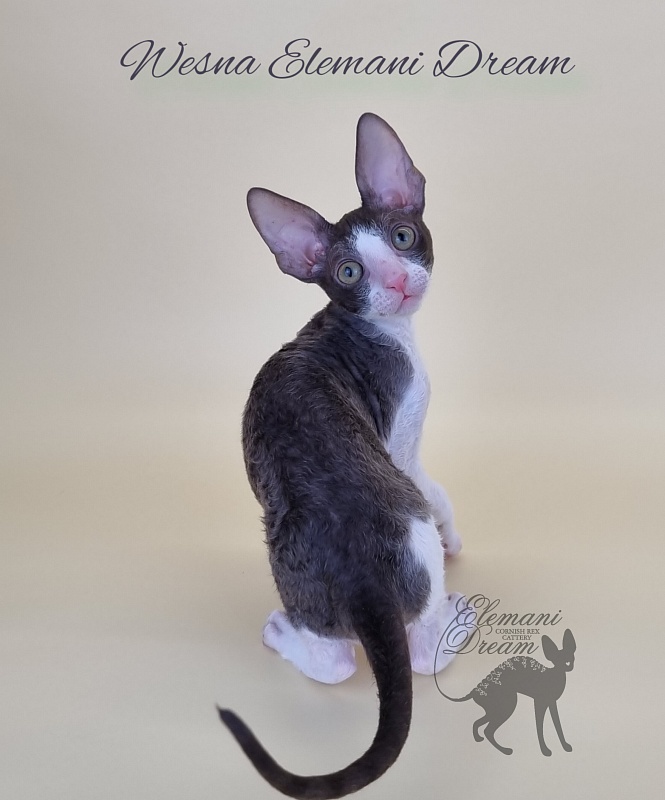 Wesna Elemani Dream - Kitten cornish rex 2.5 months