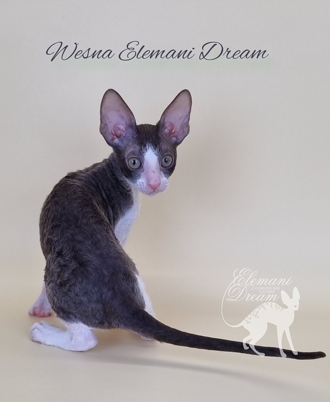 Wesna Elemani Dream - Kitten cornish rex 2.5 months