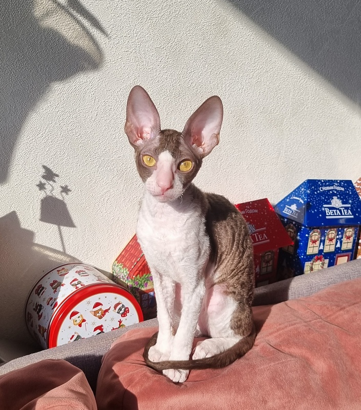 Wesna Elemani Dream - Kitten cornish rex 3 months 3.5 weeks