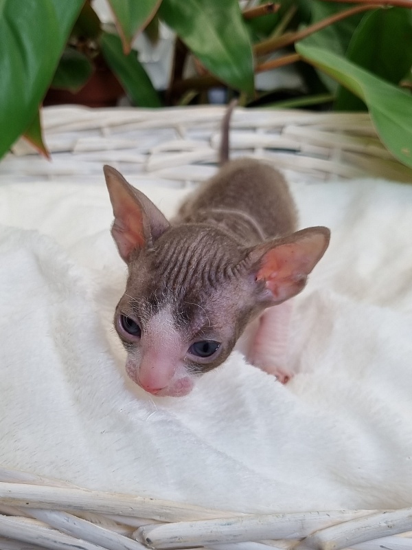 Wesna Elemani Dream - Kitten cornish rex 3 weeks