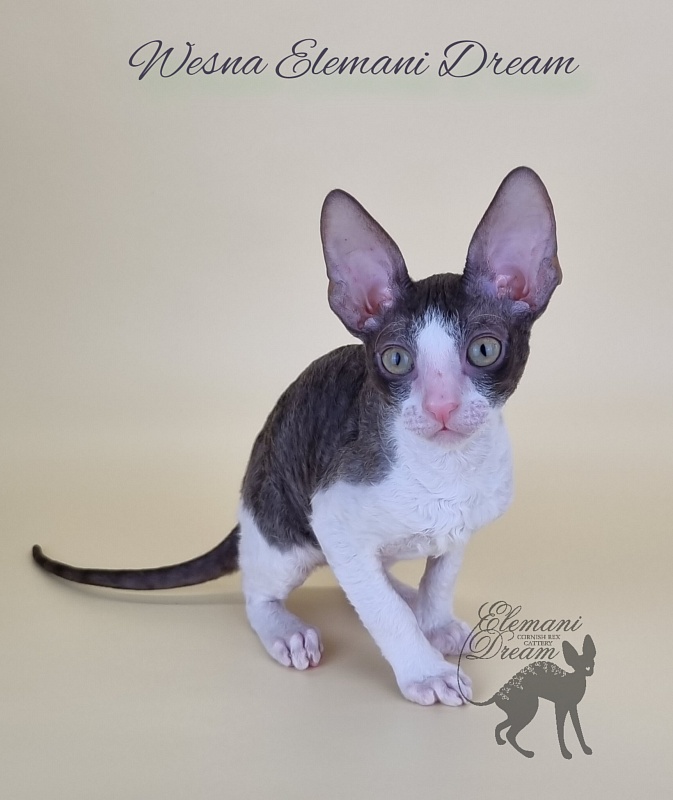 Wesna Elemani Dream - Kitten cornish rex 2.5 months