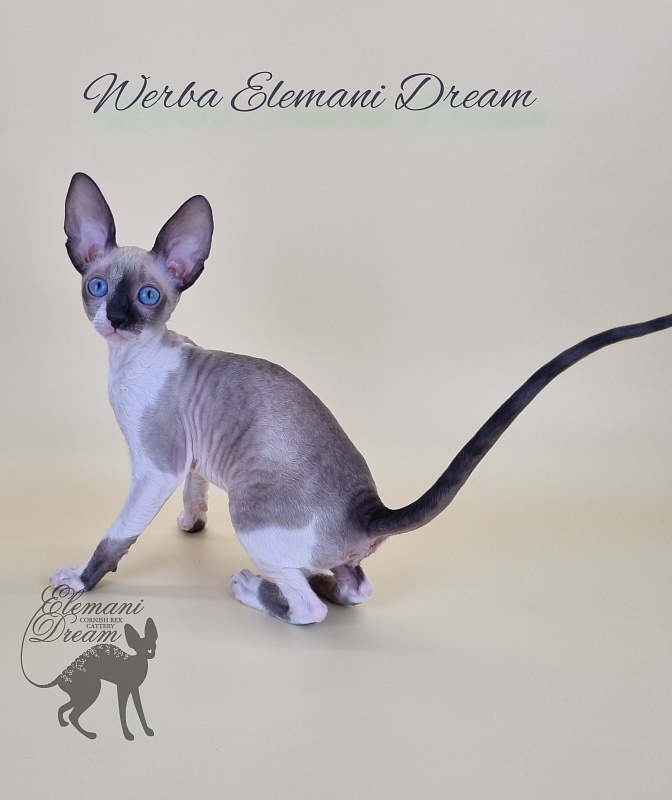 Werba Elemani Dream - Kitten cornish rex 2.5 months