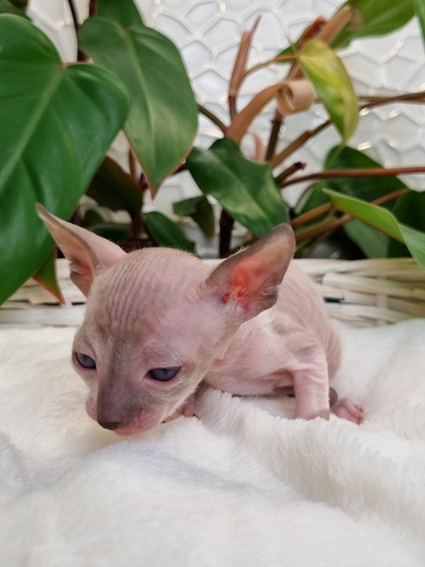 Werba Elemani Dream - Kitten cornish rex 3 weeks