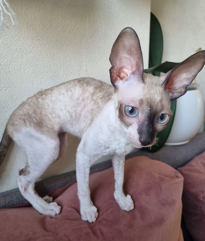 Werba Elemani Dream - Kitten cornish rex 3 months 3 weeks