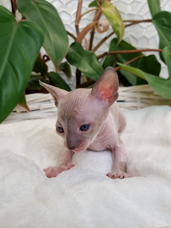 Werba Elemani Dream - Kitten cornish rex 3 weeks