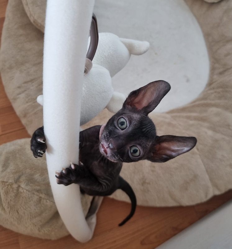 X-Belaja Siren Elemani Dream - Kitten cornish rex 1 month 1 week