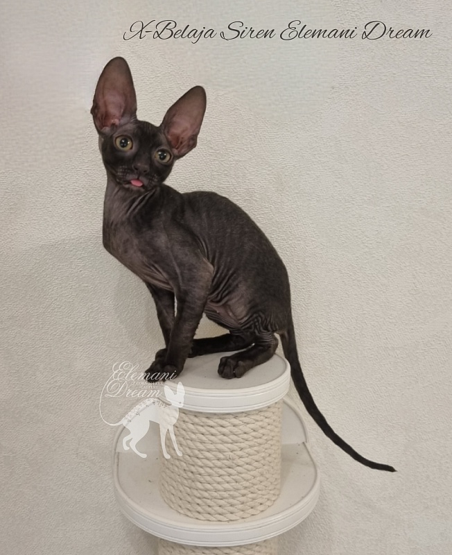 X-Belaja Siren Elemani Dream - Kitten cornish rex 2 months 3 weeks