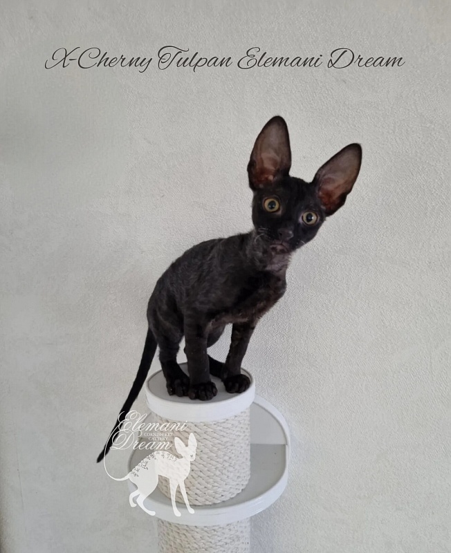X-Cherny Tulpan Elemani Dream - Kitten cornish rex 2 months 2.5 weeks