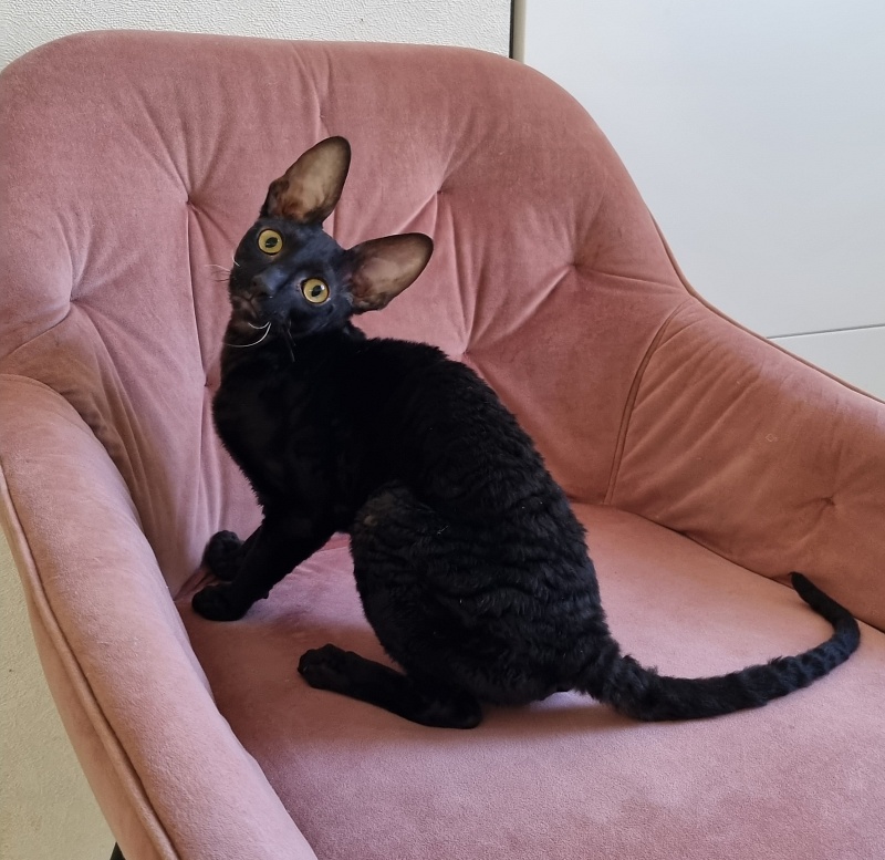 X-Cherny Tulpan Elemani Dream - Kitten cornish rex 5 months 1 week