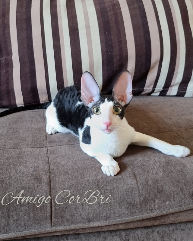 Amigo CorBri - Kitten cornish rex 4 months 2.5 weeks