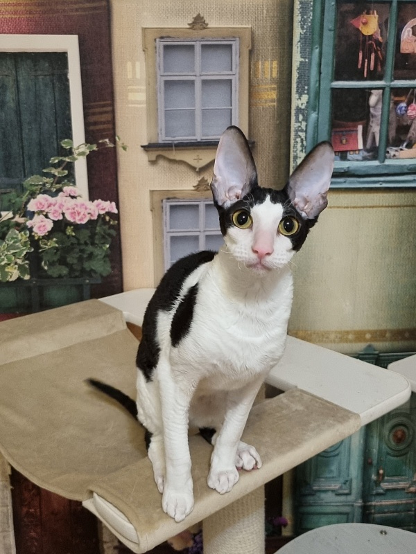 Amigo CorBri - Kitten cornish rex 6 months 1 week