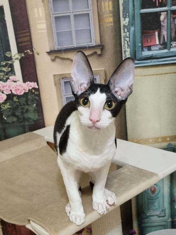 Amigo CorBri - Kitten cornish rex 6 months 1 week