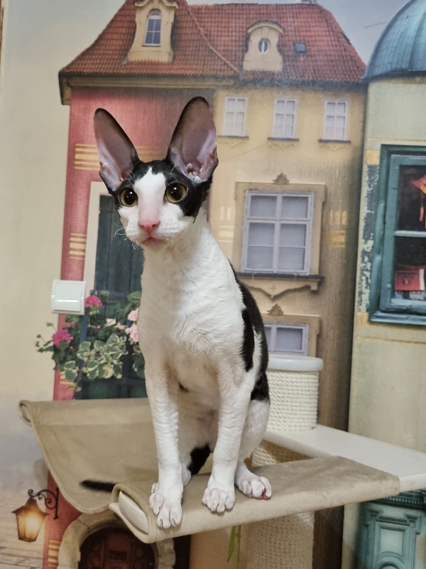 Amigo CorBri - Kitten cornish rex 6 months 1 week