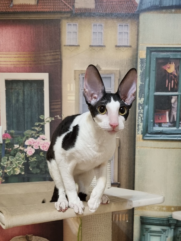 Amigo CorBri - Kitten cornish rex 6 months 1 week