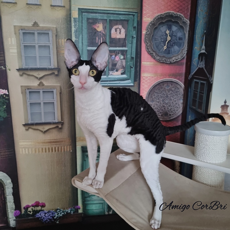 Amigo CorBri - Junior cornish rex 8 months 1 week