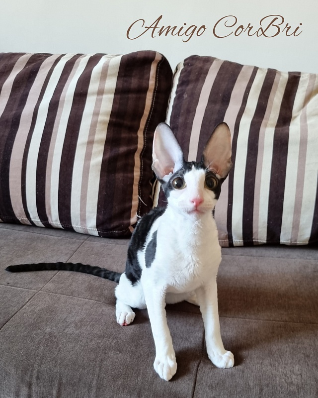 Amigo CorBri - Kitten cornish rex 4 months 2.5 weeks