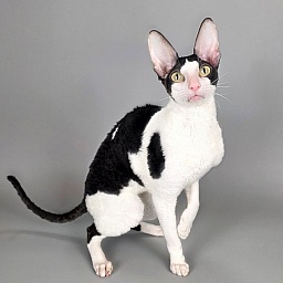 Amigo CorBri