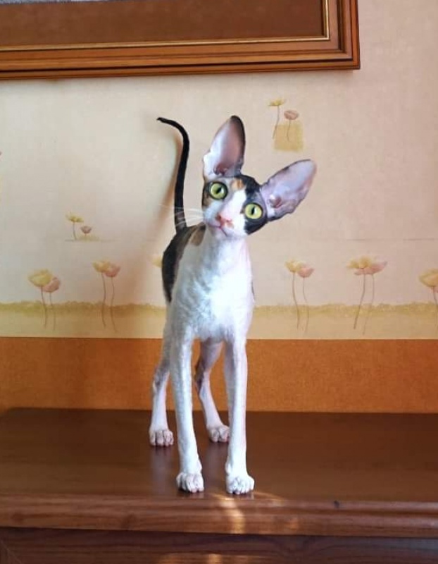 Norel Cassi - cornish rex 04/09/2021