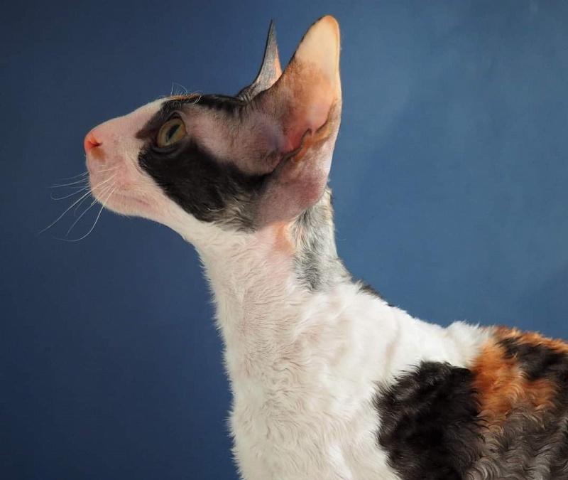 Norel Cassi - cornish rex 04/09/2021