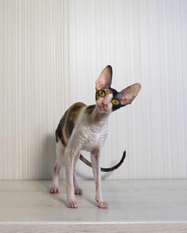 Norel Cassi - cornish rex 06/14/2021