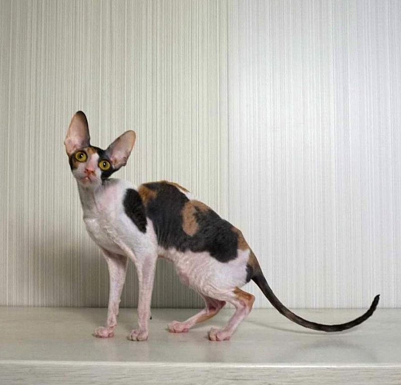 Norel Cassi - cornish rex 06/14/2021