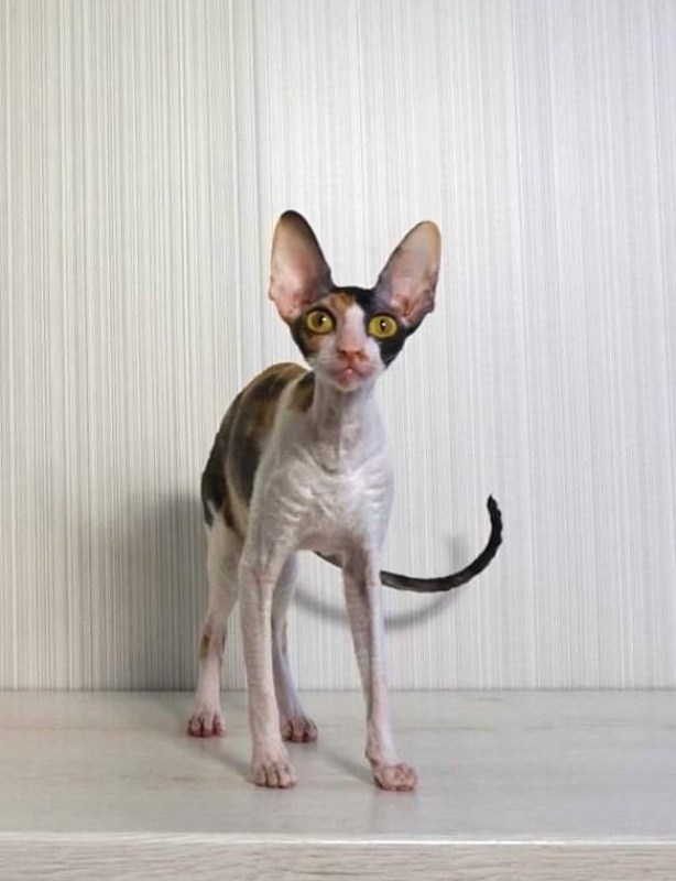 Norel Cassi - cornish rex 06/14/2021