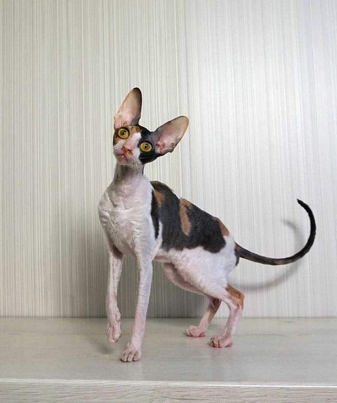 Norel Cassi - cornish rex 06/14/2021