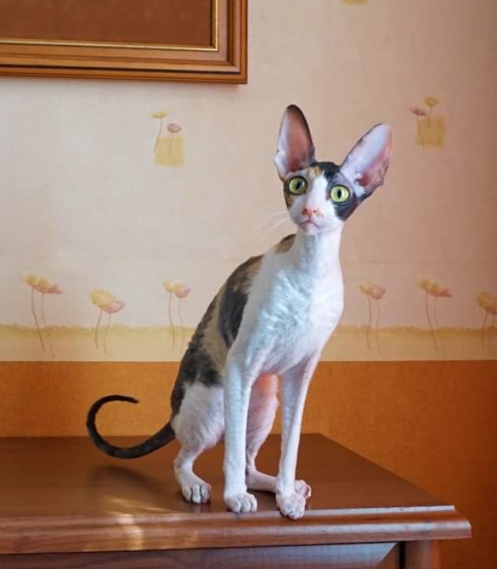 Norel Cassi - cornish rex 04/09/2021