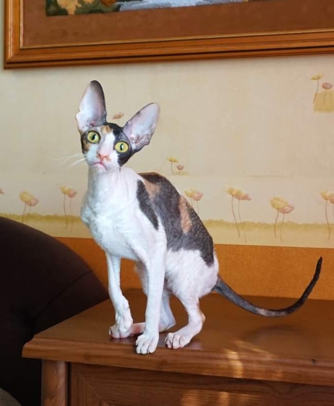 Norel Cassi - cornish rex 04/09/2021