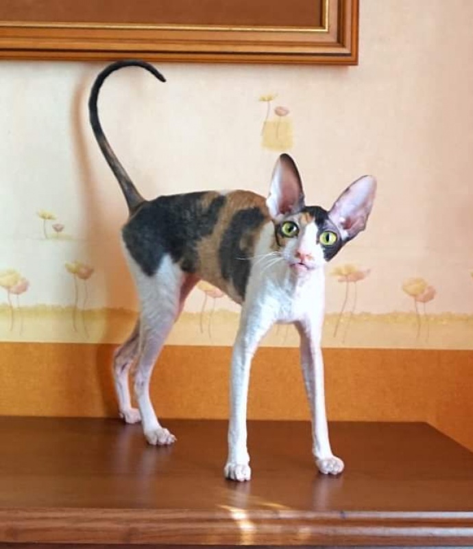 Norel Cassi - cornish rex 04/09/2021