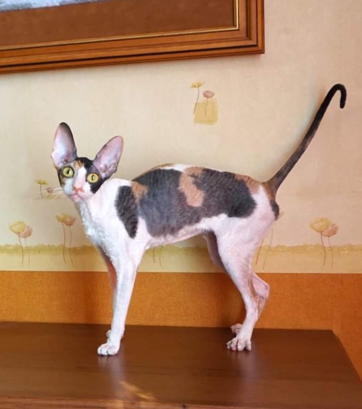 Norel Cassi - cornish rex 04/09/2021