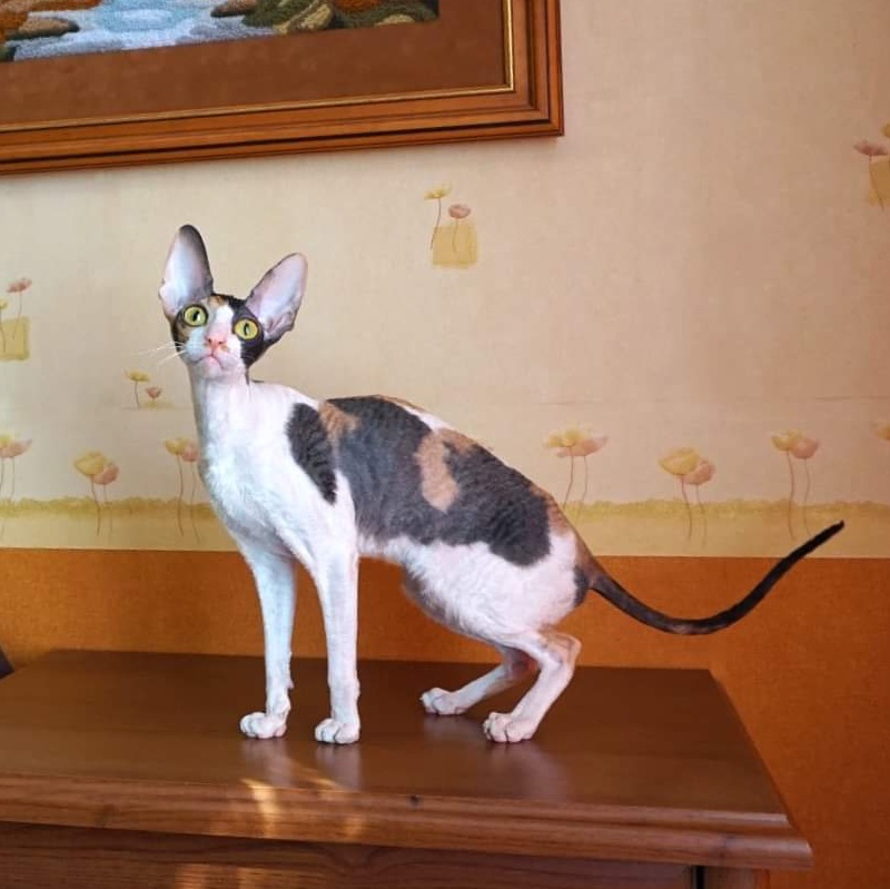 Norel Cassi - cornish rex 04/09/2021