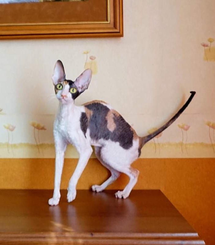 Norel Cassi - cornish rex 04/09/2021