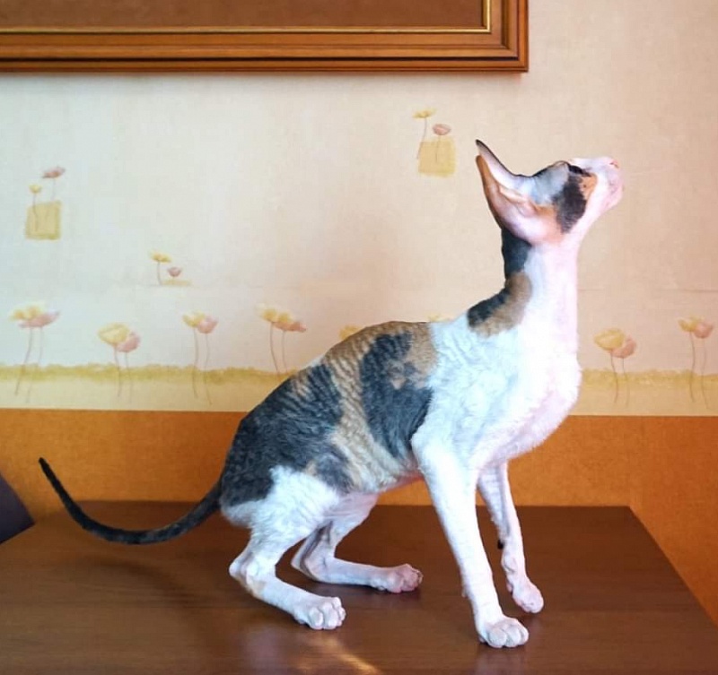 Norel Cassi - cornish rex 04/09/2021