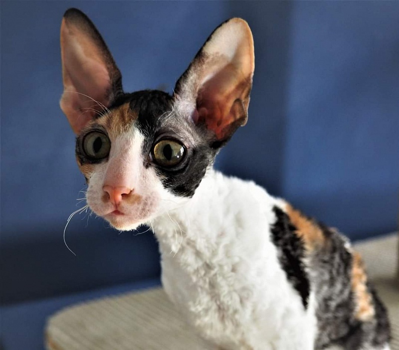 Norel Cassi - cornish rex 04/09/2021