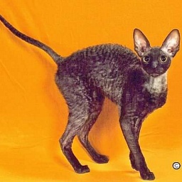 Rexkwizit Kamaiki