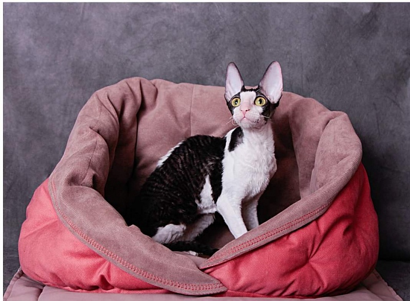 Miv-Sher Grace Glamour - cornish rex