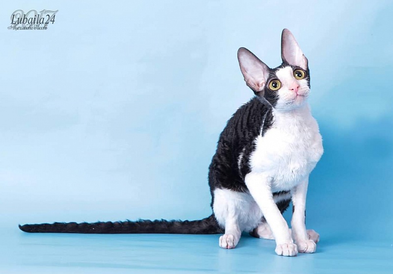 Miv-Sher Grace Glamour - cornish rex