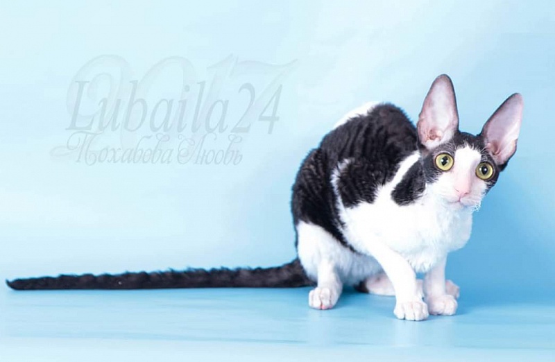Miv-Sher Grace Glamour - cornish rex